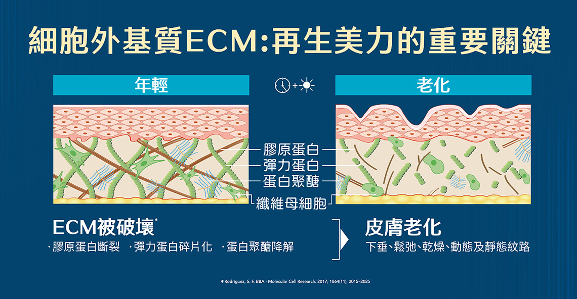 Radiesse晶亮瓷-細胞外基質ECM再生美麗的重要關鍵