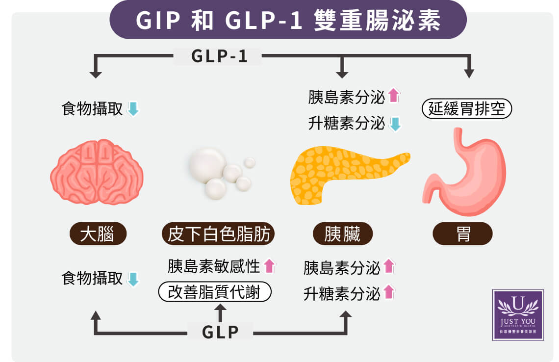 猛健樂是擁有雙重腸泌素
